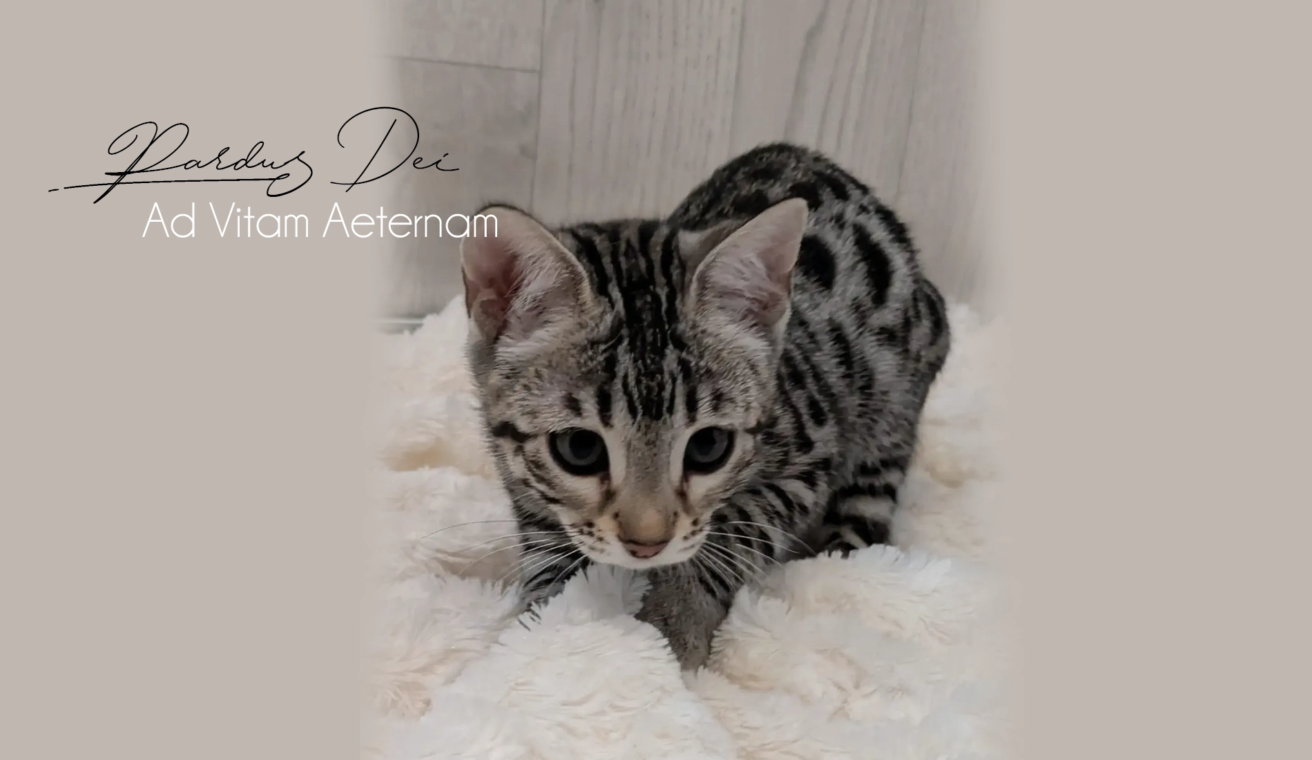 Chat Bengal